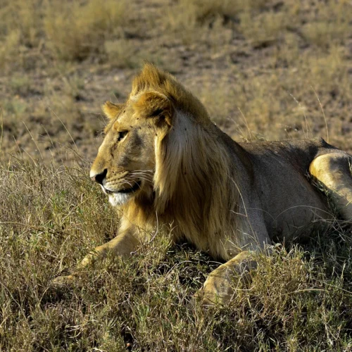 3-DAY MIKUMI SAFARI WITH SGR EXPERIENCE FROM DAR ES SALAAM